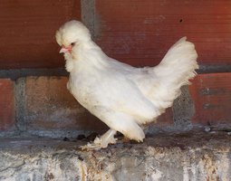 Oeuf FÉCONDE SULTANE BLANCHE