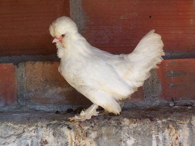 Oeuf FÉCONDE SULTANE BLANCHE