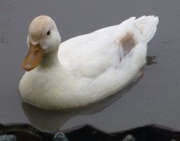 Canard HAUT VOLANT