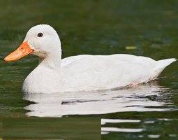 Canard HAUT VOLANT