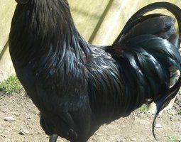 Oeuf FÉCONDE CEMANI