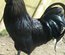 Oeuf FÉCONDE CEMANI