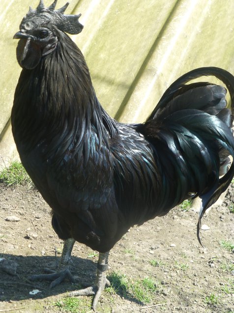 Oeuf FÉCONDE CEMANI