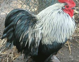 Oeuf FÉCONDE PEKIN ARGENTEE