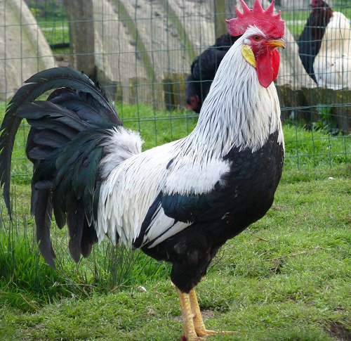 Oeuf FÉCONDE LEGHORN ARGENTÉE