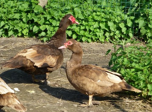 Oeuf FÉCONDE BARBARIE CHOCOLAT