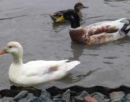 Canard HAUT VOLANT