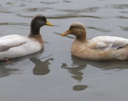 Canard HAUT VOLANT