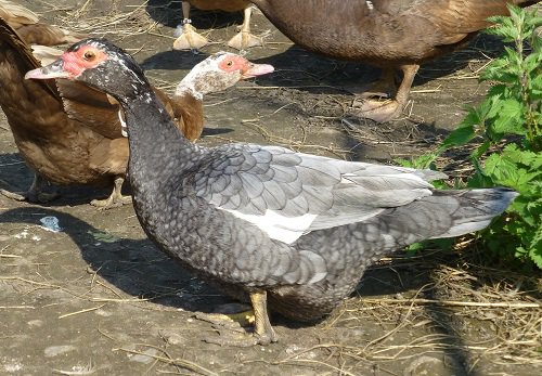 Oeuf FÉCONDE BARBARIE BLEU