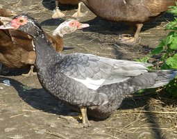 Oeuf FÉCONDE BARBARIE BLEU