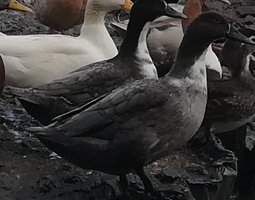Canard HAUT VOLANT