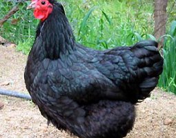 Œuf FÉCONDE ORPINGTON naine Bleue/Noire