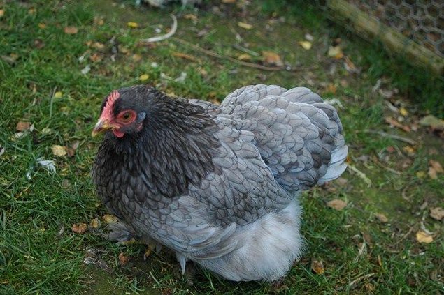 Oeuf FÉCONDE PEKIN BLEUE