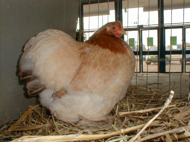 Oeuf FÉCONDE PEKIN FROMENT