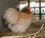 Oeuf FÉCONDE PEKIN FROMENT