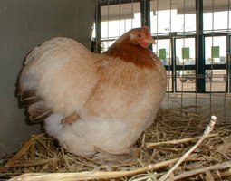 Oeuf FÉCONDE PEKIN FROMENT