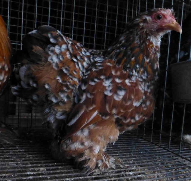 Oeuf FÉCONDE PEKIN MILLE FLEUR NOIR