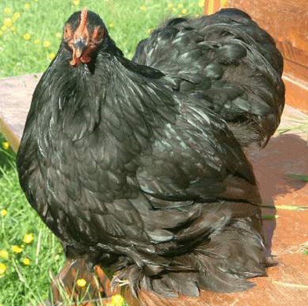 Oeuf FÉCONDE PEKIN NOIRE