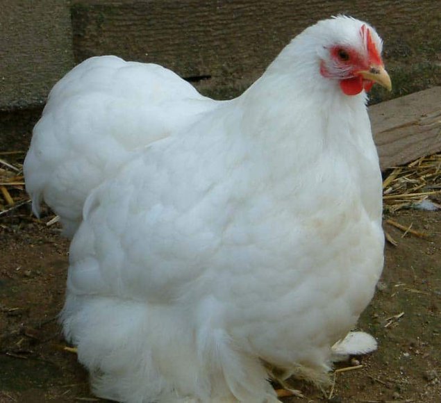 Oeuf FÉCONDE PEKIN BLANCHE