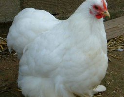 Oeuf FÉCONDE PEKIN BLANCHE