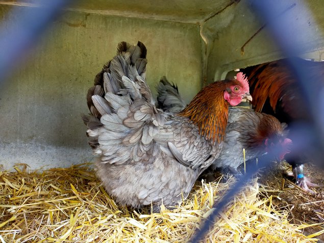 Marans NCC / BCC - Noire et Bleue à Camail Cuivré