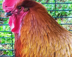 Marans NCC / BCC - Noire et Bleue à Camail Cuivré