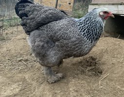 Brahma perdrix maillé argenté grande race