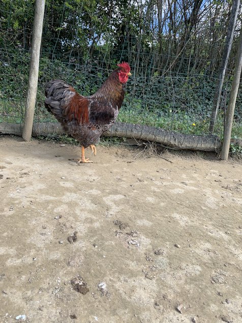 Oeufs fécondé de poules pondeuses mélangés