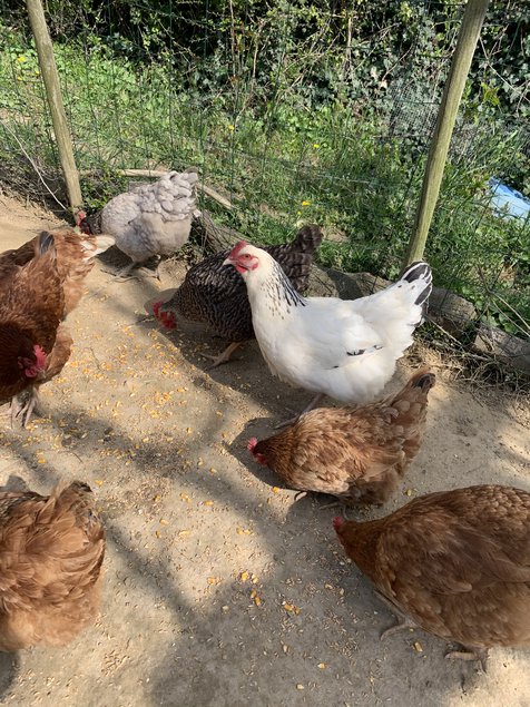 Oeufs fécondé de poules pondeuses mélangés