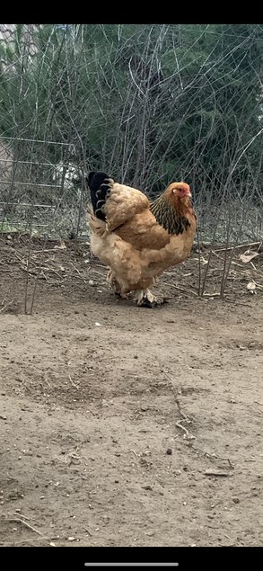 Brahma fauve herminé grande race