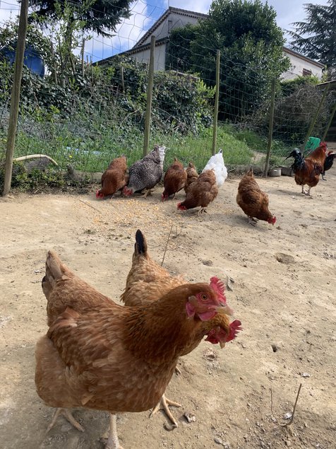 Oeufs fécondé de poules pondeuses mélangés