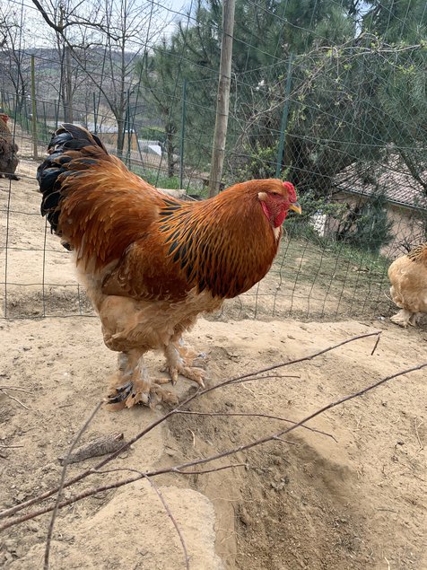 Brahma fauve herminé grande race