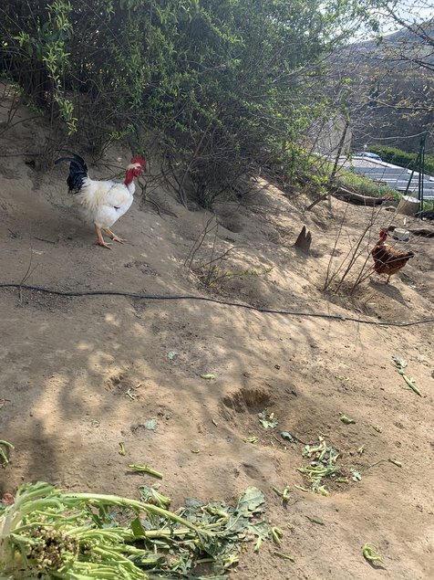 Oeufs fécondé de poules pondeuses mélangés