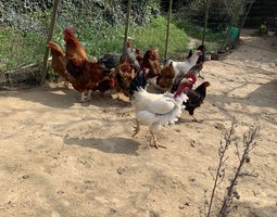 Oeufs fécondé de poules pondeuses mélangés