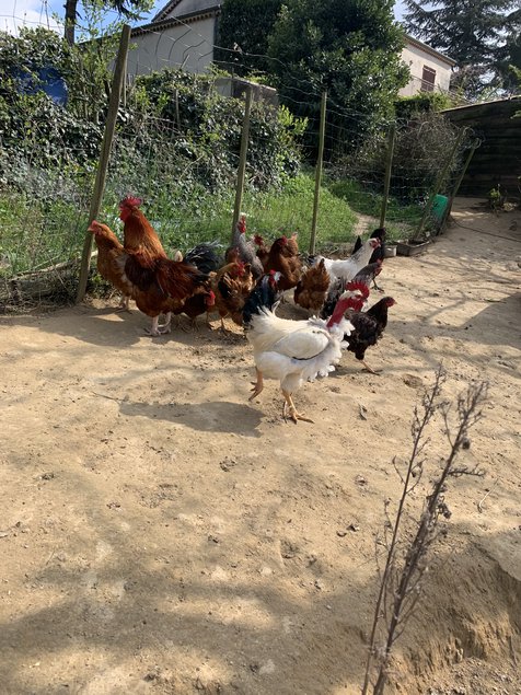 Oeufs fécondé de poules pondeuses mélangés