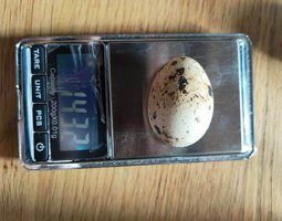 54 Œufs De Caille Isabelle