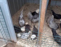 Hollandaise huppée lisse et frisé