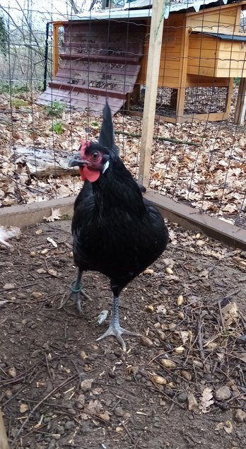 La flèche GR coucou et noir