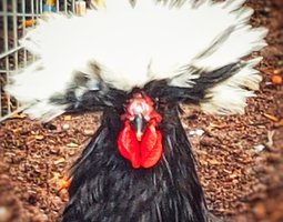 Hollandais Huppées noir huppé blanc GR