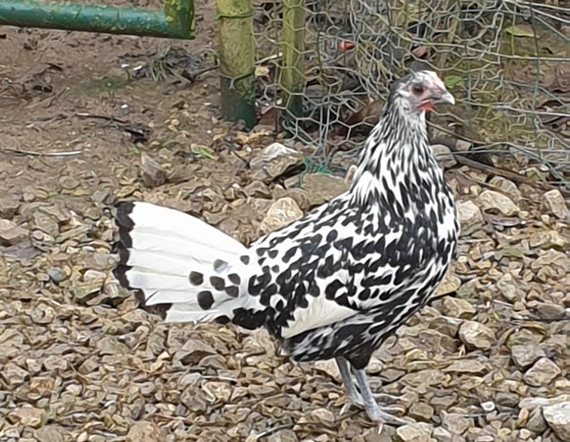 oeufs fécondé hambourg pailleté argentée grande race