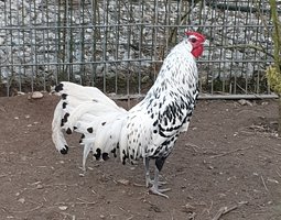 oeufs fécondé hambourg pailleté argentée grande race