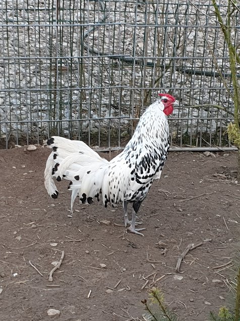 oeufs fécondé hambourg pailleté argentée grande race