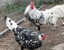 oeufs fécondé hambourg pailleté argentée grande race