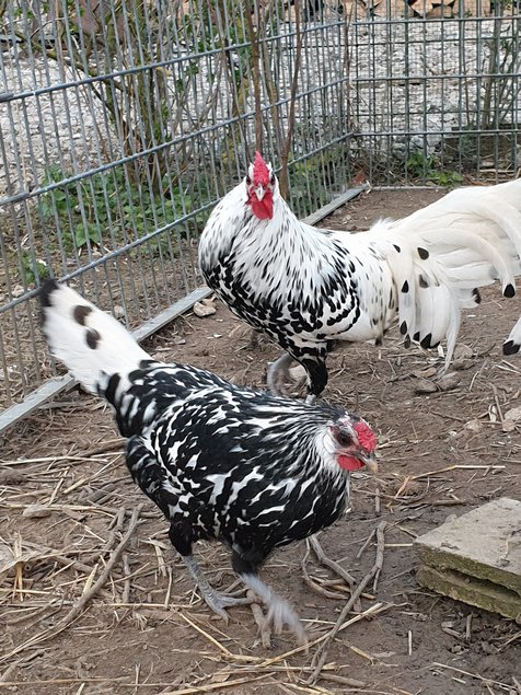 oeufs fécondé hambourg pailleté argentée grande race