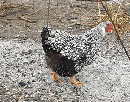 oeufs fécondé wyandotte argentée liseré noir grande race