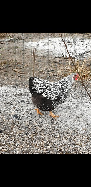 oeufs fécondé wyandotte argentée liseré noir grande race