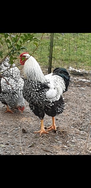 oeufs fécondé wyandotte argentée liseré noir grande race