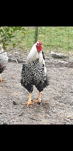 oeufs fécondé wyandotte argentée liseré noir grande race