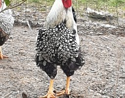 oeufs fécondé wyandotte argentée liseré noir grande race