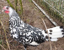 oeufs fécondé hambourg pailleté argentée grande race